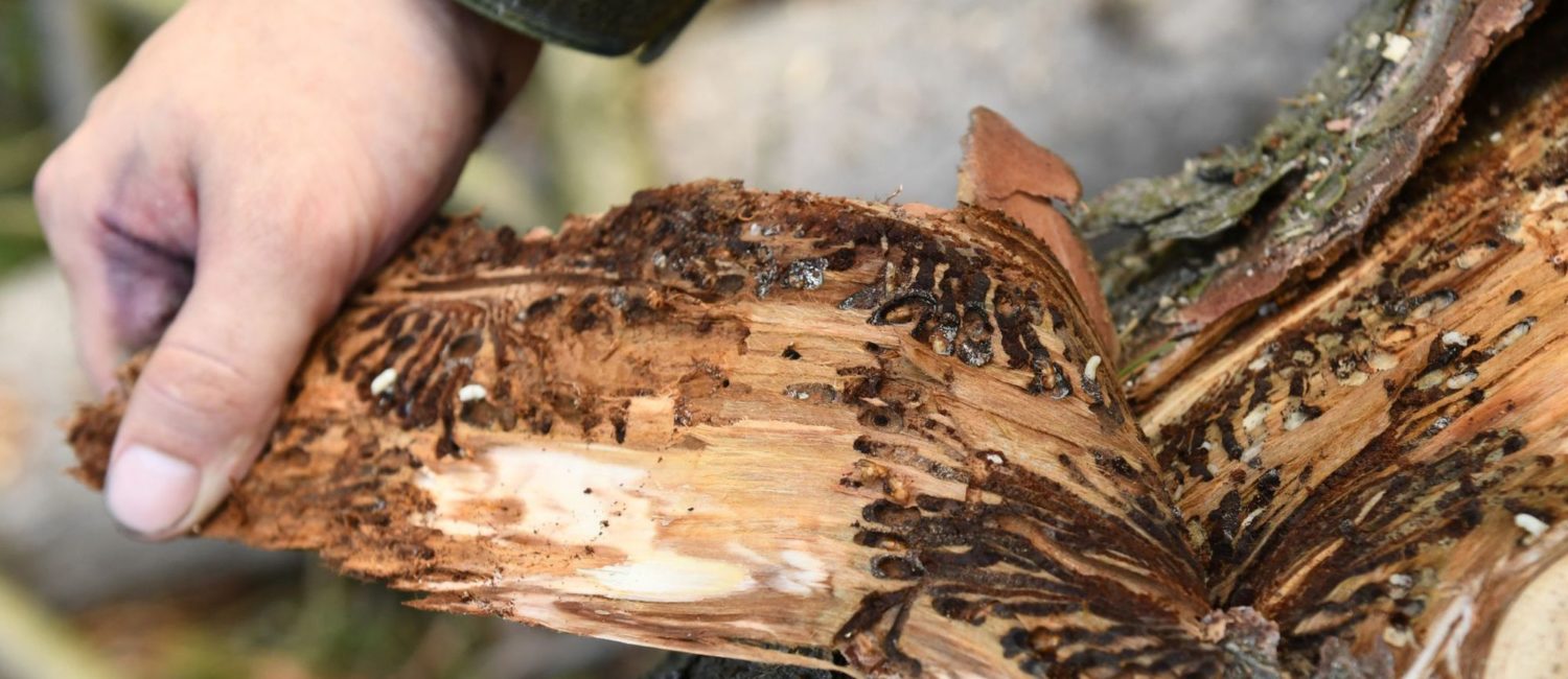 Soldiers Of The German Armed Forces Bundeswehr Help To Fight Bark Beetles 6210208