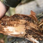 Soldiers Of The German Armed Forces Bundeswehr Help To Fight Bark Beetles 6210208