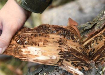 Soldiers Of The German Armed Forces Bundeswehr Help To Fight Bark Beetles 6210208