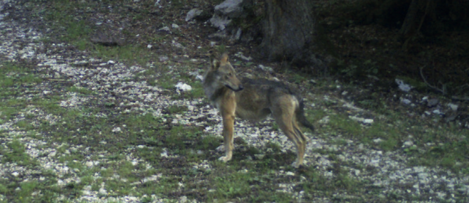 Loup