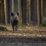 wild boar nature habitat dangerous animal forest czech republic nature sus scrofa