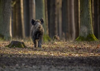 wild boar nature habitat dangerous animal forest czech republic nature sus scrofa